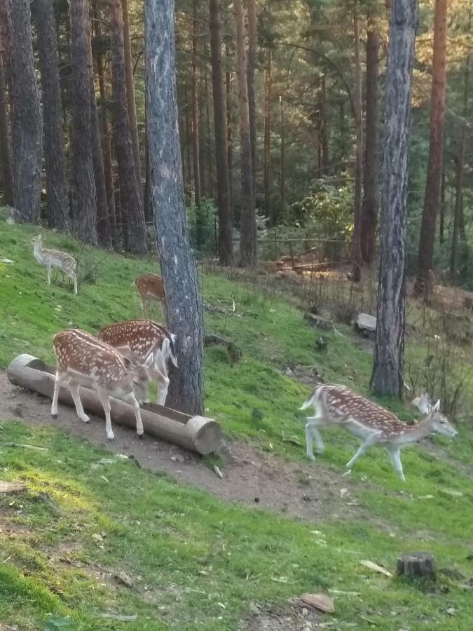 Mavrovo Forest Apartments Zewnętrze zdjęcie